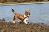 CORGI CARDIGAN 138